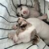 Tri-Color Merle full blooded Chihuahua puppies Ready on May 19th 2024