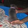 Peace peace this is dream shes a Pocket Bull 4 weeks will Blu tribe ready June 14