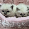 Purebred Ragdoll kittens. Family raised. Pre-spoiled ! Blue and Lilac Bicolored