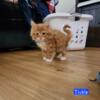 Female maine coon kitten for sale