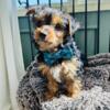 Handsome Yorkiepoo male who loves to talk! Delivery & financing available