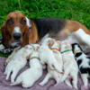AKC registered basset hounds