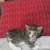 Beautiful Pixie Bob / Ragdoll kittens ~Bob Tails