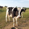 Holstein cow heiffer