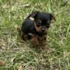 Male Yorkie Puppy Available