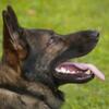 SAR K9 Health Tested and Titled for STUD Service Only AKC German Shepherd