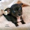 Brindle and Black Female Chihuahua Puppy