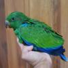 Baby Male Eclectus AVAILABLE