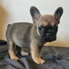 Female frenchie looking for new home