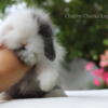 Chubby cheeks lops bunnies