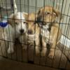 Pitbull puppies needing a loving home