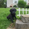 Sweatheart Chesador puppies ready for homes April 2024! Labrador and Chesapeake Bay retriever puppies!