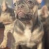 Lilac and Tan Frenchie Female pup
