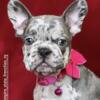French bulldog platinum lilac merle female