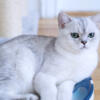 TICA Registered Cattery, Pure-Bred British Shorthair Male Tommy  Kitten For Sale