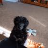 Ckc  Black and Silver Toy Poodle Male $500