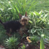 Morkie/yorkie male pup ready for his forever home