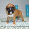 AKC registered Boxer puppies available from Spencer's Shady Grove Kennel