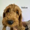 Mini Goldendoodle puppies available