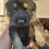 Purebred German Shepherd Puppies AKC Registered