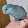 Beautiful male parrotlet!