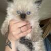 Himalayan Kittens Ready NOW PRICE LOWERED