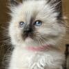 Sweet Seal Mitted Female