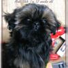 AKC Shih Tzu Puppies ~ Quality ~ Sunning ~ Irresistible - 1 Female,1 male (AKC Parents, DNA Health Tested)
