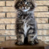 Male classic brown Maine Coon kitten