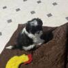 Male Shih tzu Puppy Looking For A Home
