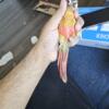 Handfed tamed baby Conures