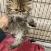 Persian Kittens 8 weeks