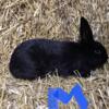 Male rabbits for sale