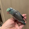 Beautiful hand tammed Parrotlet