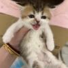 Kitten for sale $450