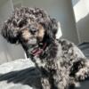 Shih Poo Available Now
