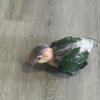 Baby caique ready for new home