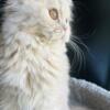 Purebred Persian kittens from a unique breeder ready for their forever homes