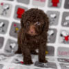 Red  toy poodle puppies available