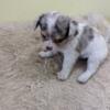 Male blue and white Merle tricolored chihuahua puppy