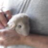 white chinchilla 2 months old
