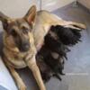 German shepherd puppies,