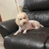 2yr old Large Toy/Small mini male Poodle