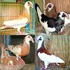 Pigeons For Sale - All pigeon breeds available - Pigeon Farms