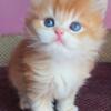 NEW Elite British kitten from Europe with excellent pedigree, male. Jean