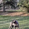 Loving 1 year old Cane Corso Needs Forever Home