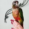 Yellow-sided & Pineapple Green Cheek Conures for Sale in South Florida