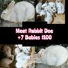 Meat Rabbit Doe + 7 Babies
