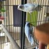 Proven pair of parrotlets