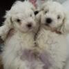 Maltese puppies home grown